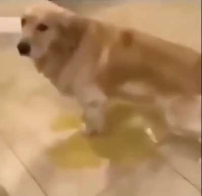 Perro de Valpara&iacute;so