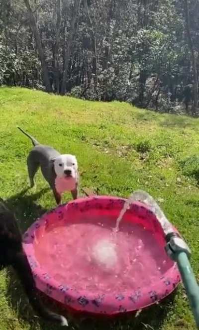 Two kinds of dogs