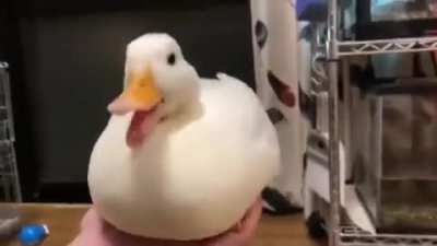 I duckrolled you!!!