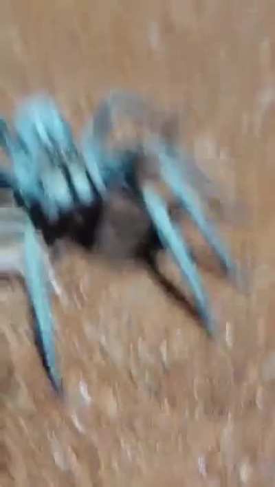 Trap Door Spider, average person would find this scary, but I find it adorable.
