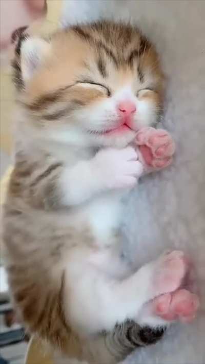Squishybeans
