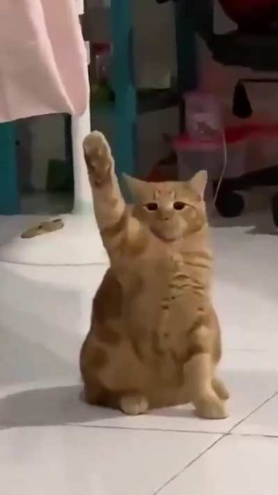 Gato alem&aacute;n
