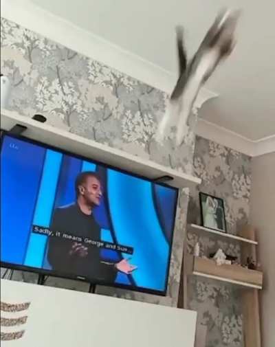 Cat skills 🥷😻
