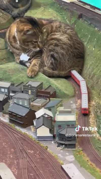 Catzilla Blocks &amp;amp; Derails Train