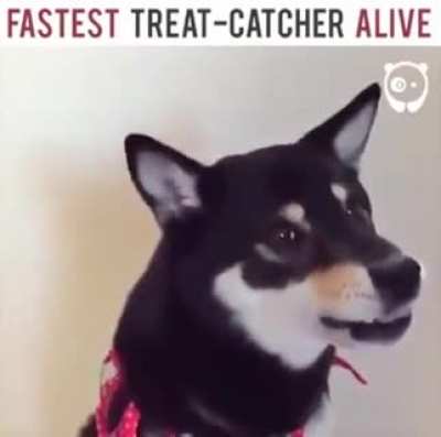 The fastest treat catchet