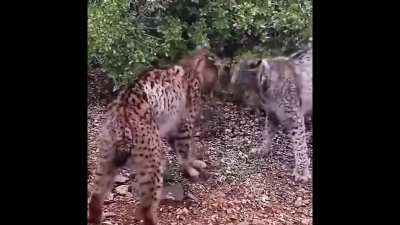 Rare Male Iberian Lynxes Doing "UN-Cat " Ritual -Pre-fight.-Gaining ground from the extinction list. Liberian Lynxes have a very interesting ritual before the fur flies.Note.Clip ends oddly. Couldn't find a longer version. Thank you
