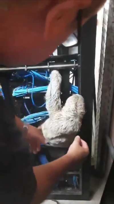 Uma pregui&ccedil;a foi encontrada dormindo dentro de um rack na Universidade Federal da Para&iacute;ba (ela gosta de dormir em rede)