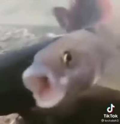 Funni Fish