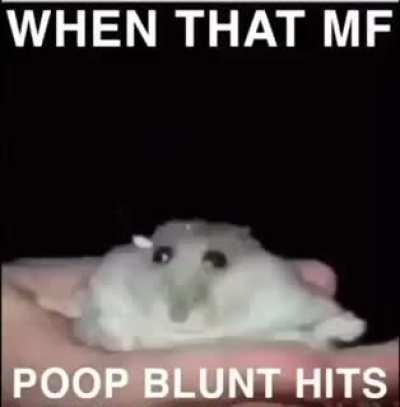 Hamster fard
