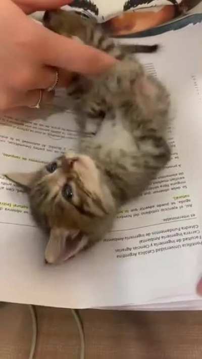 how people don't like cats?