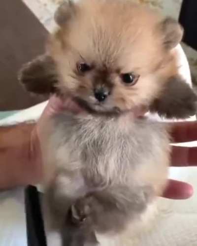 Small but angry