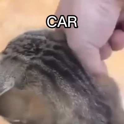 revving the car
