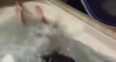 HMC while I reach for the soap