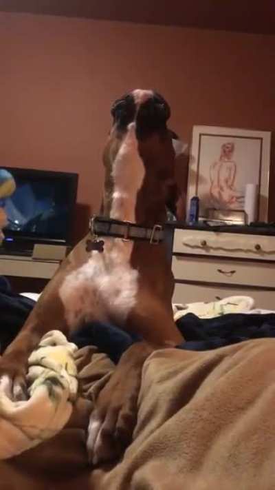 Boxer song😍