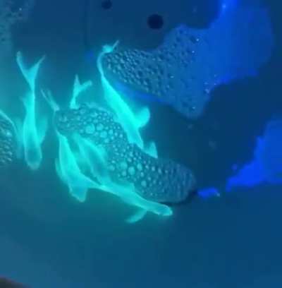 Taiwanese Fish