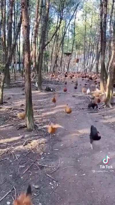 CHARGE!