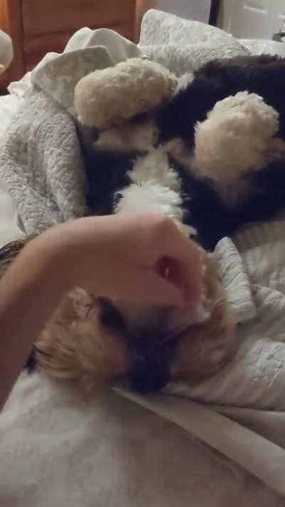 Chin scratchies