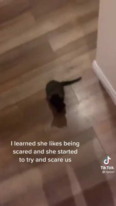 Scaredy cat