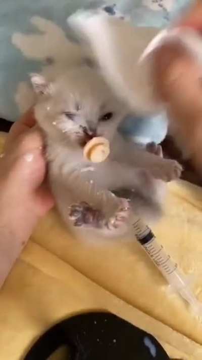 WCGW feeding a cat . this look so cute