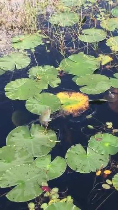 Can anyone ID this derpy boi? Central Florida.