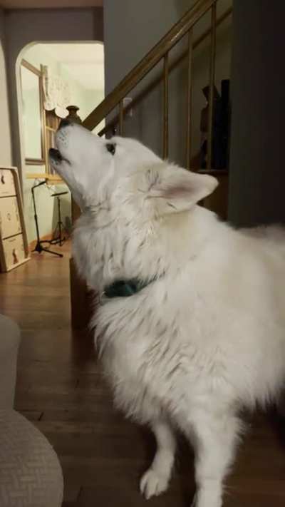 gotta get a good awoooooooo in there