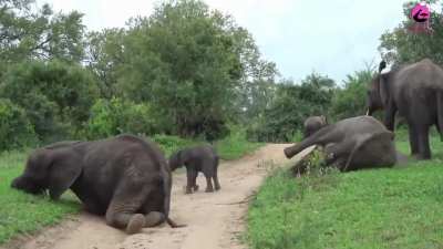 Drunken elephants really do exist, and their chaotic behavior is hilarious. Thanks to fermented marula fruit (which has an alcohol content similar to that of beer), these gentle giants end up getting drunk.