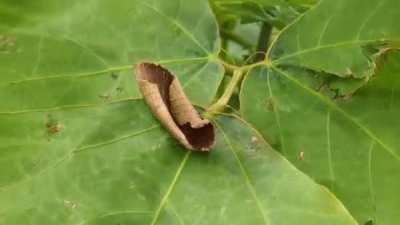 Hopefully not a repost-- never seen this type of camoflauge on an insect!