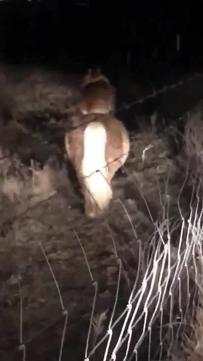 Mulher fica chocada ao descobrir que o cachorro do vizinho(sem trocadilhos) entrava em sua propriedade para andar no p&ocirc;nei dela?????
