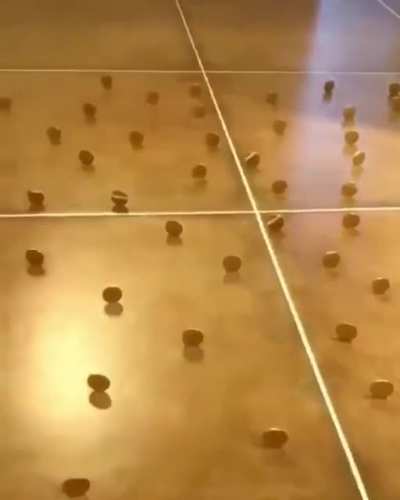 The Incredible Dexterity and Spatial Awareness of Cats