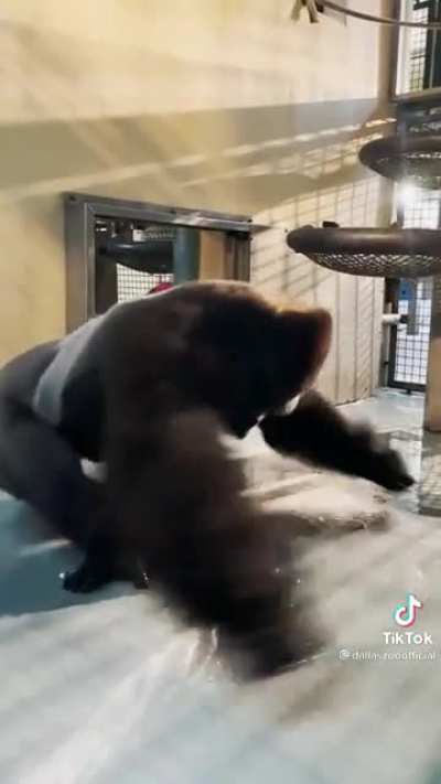 He&rsquo;s a maniac, a maniac!