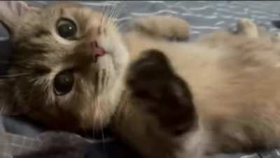Nothing to see here, just kitty stretching the paws