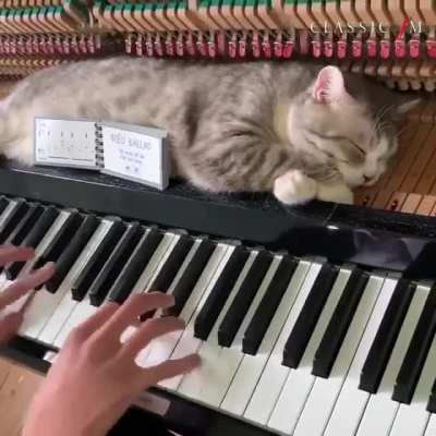 &ldquo;Yes, you may play. Just stay off the 7th octave please&rdquo;