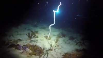 Something made this sea worm go 