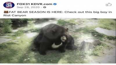 Bear rules