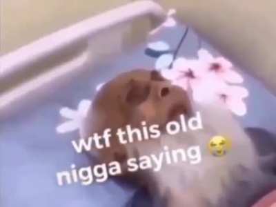 Tf did he just say