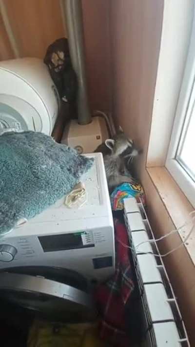 Хотите енотика?