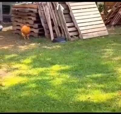 Try not to Laugh 