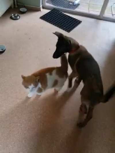 ye ur cat might be cool, but can he punch?