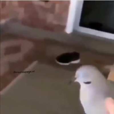 RIP
