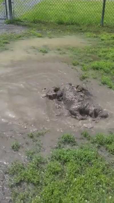 first time bringing milo to this dog park. safe to say we didn't go again until the mud dried up 😅