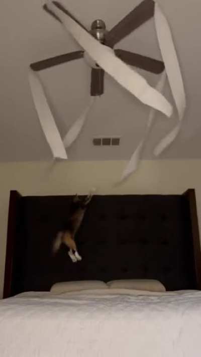 Cat didn't consider atmospheric resistance, the delta as the tissue rolls circles around, the centrifugal force, and his own inertia, &amp;lt;add some physics words&amp;gt;; or idk im not a cat nor a physicist