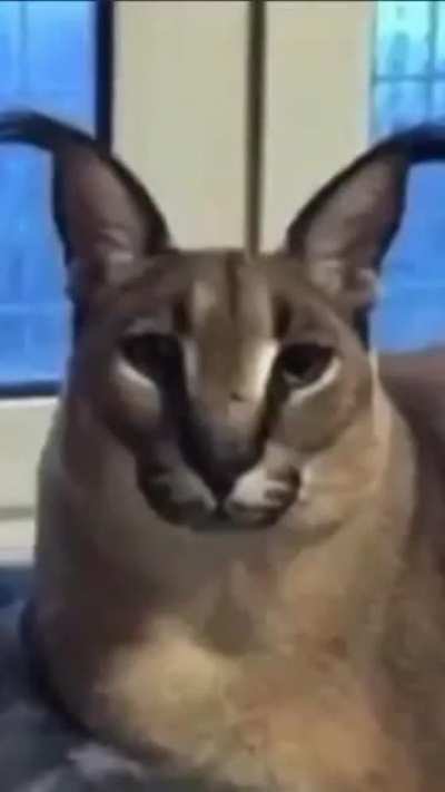 &ouml;