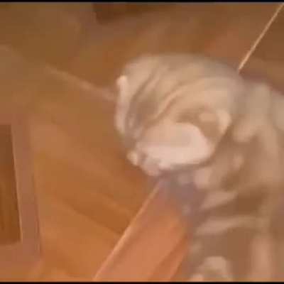 freaky ass cat....