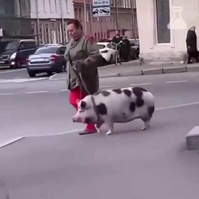 Пропала свинОта, пропала свинОта, пропала свинОта, по кличке БекОн.