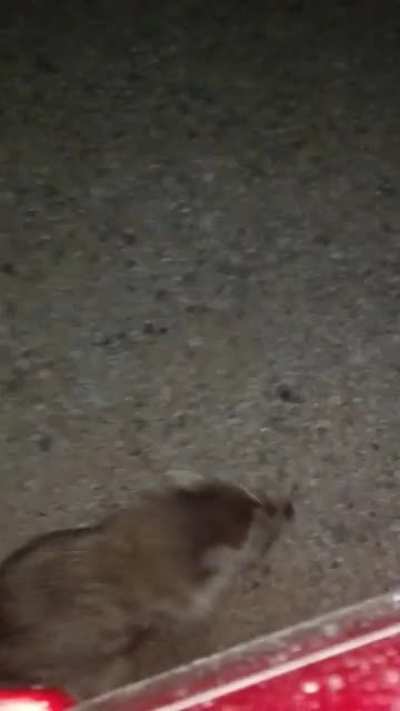 Video of me feeding a wild raccoon some hot fries. Don't worry, the fries weren't actually hot at all.