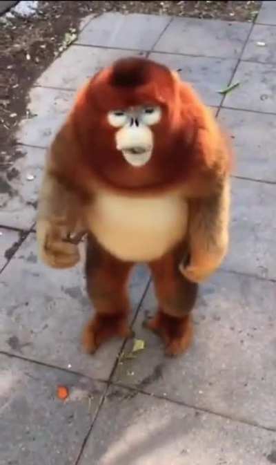Golden snub nose monkey looks like a child in halloween costume.(CTTO)