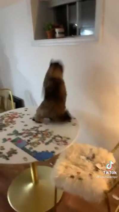 What it's like owning a cat