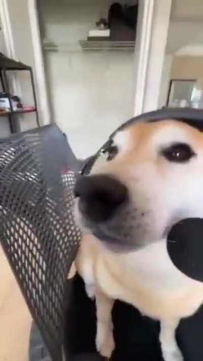 🐶🎧