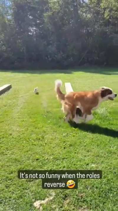 Chihuahuaaaa