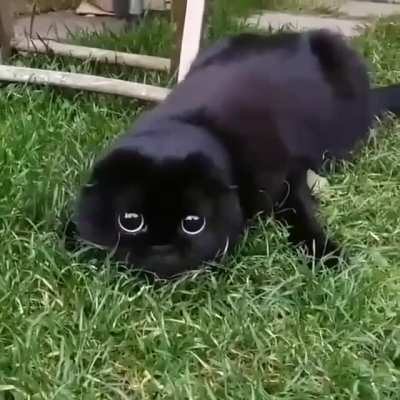 Cat looks exactly like Toothless